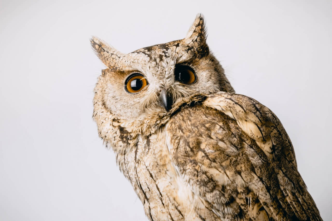 Owl! Huh, Look at their eye’s. They look awesome